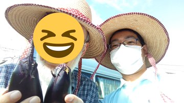 ナスの収穫