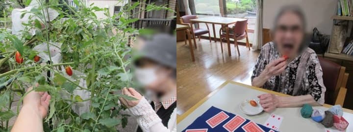 ミニトマト収穫の様子１