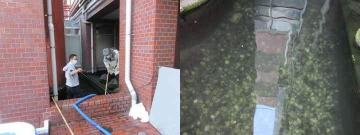 鯉の池清掃の様子