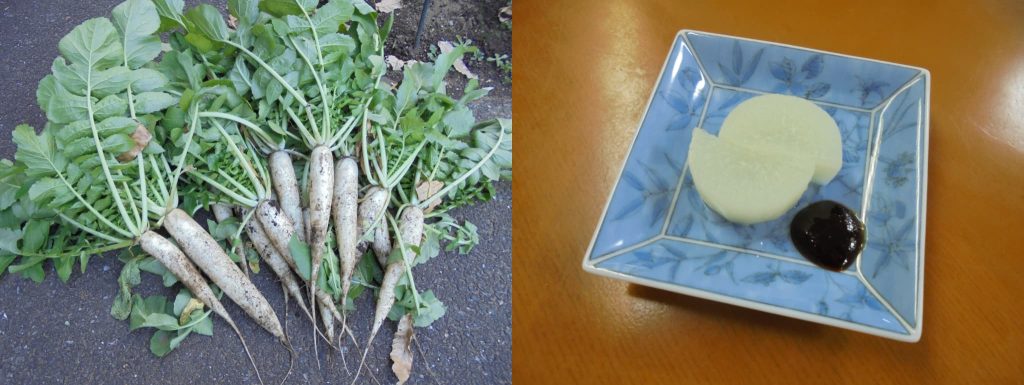 菜園の収穫の様子2