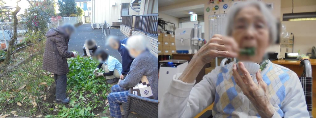 菜園の採れたて野菜の試食１