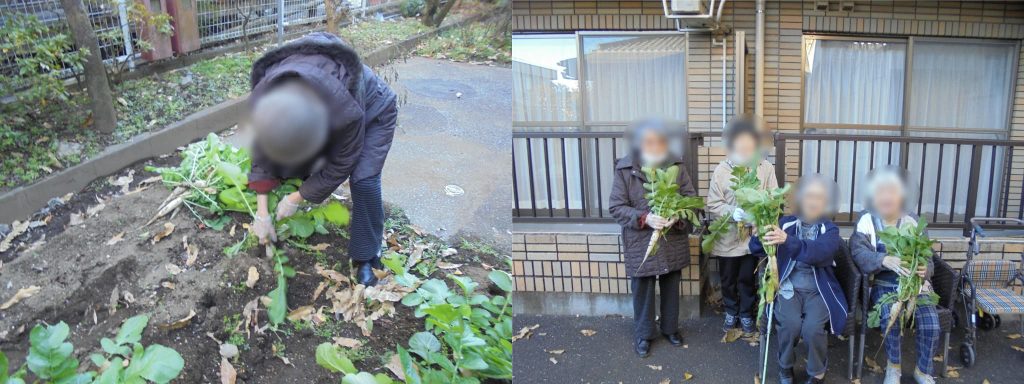 菜園の収穫の様子1