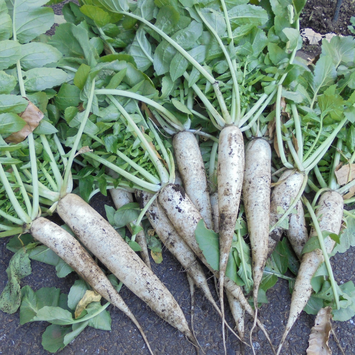 野菜の収穫