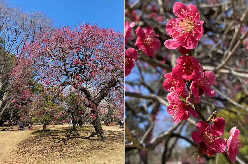 小金井公園の梅の花