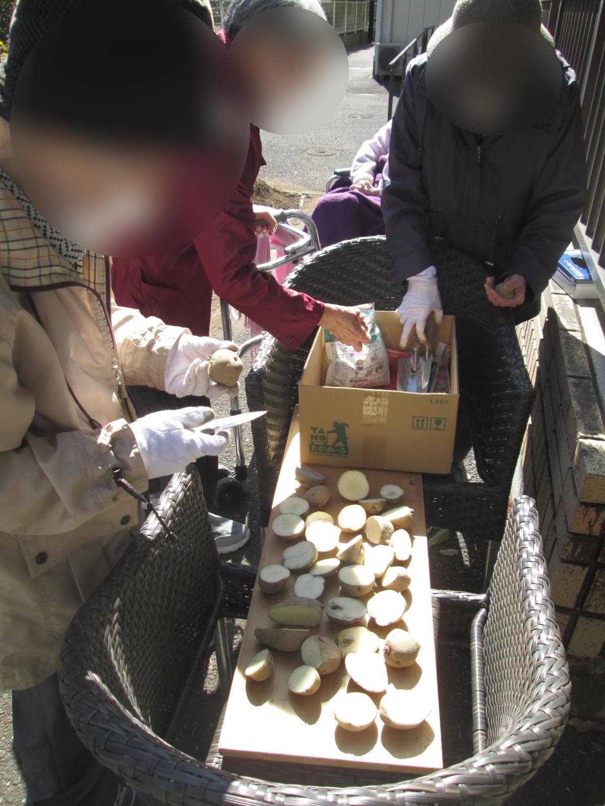 菜園の種芋植え