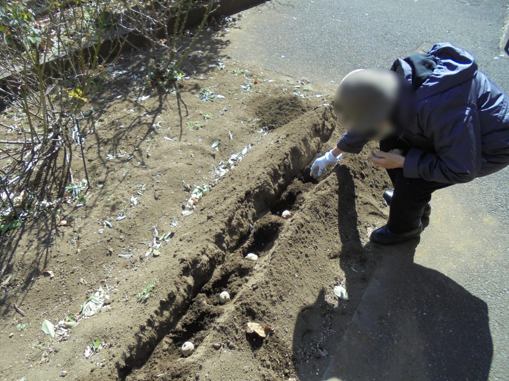 菜園の種芋植えの様子１