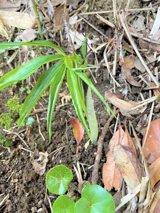 逗子ヘルス・ケア・マンション～野草のご紹介～