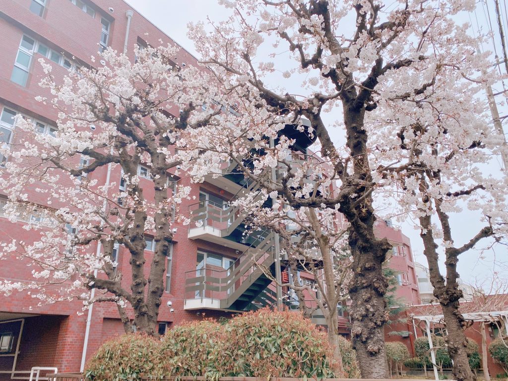 マンションで咲いた桜の様子