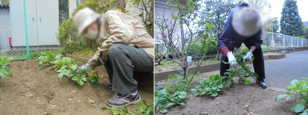 菜園の手入れ１