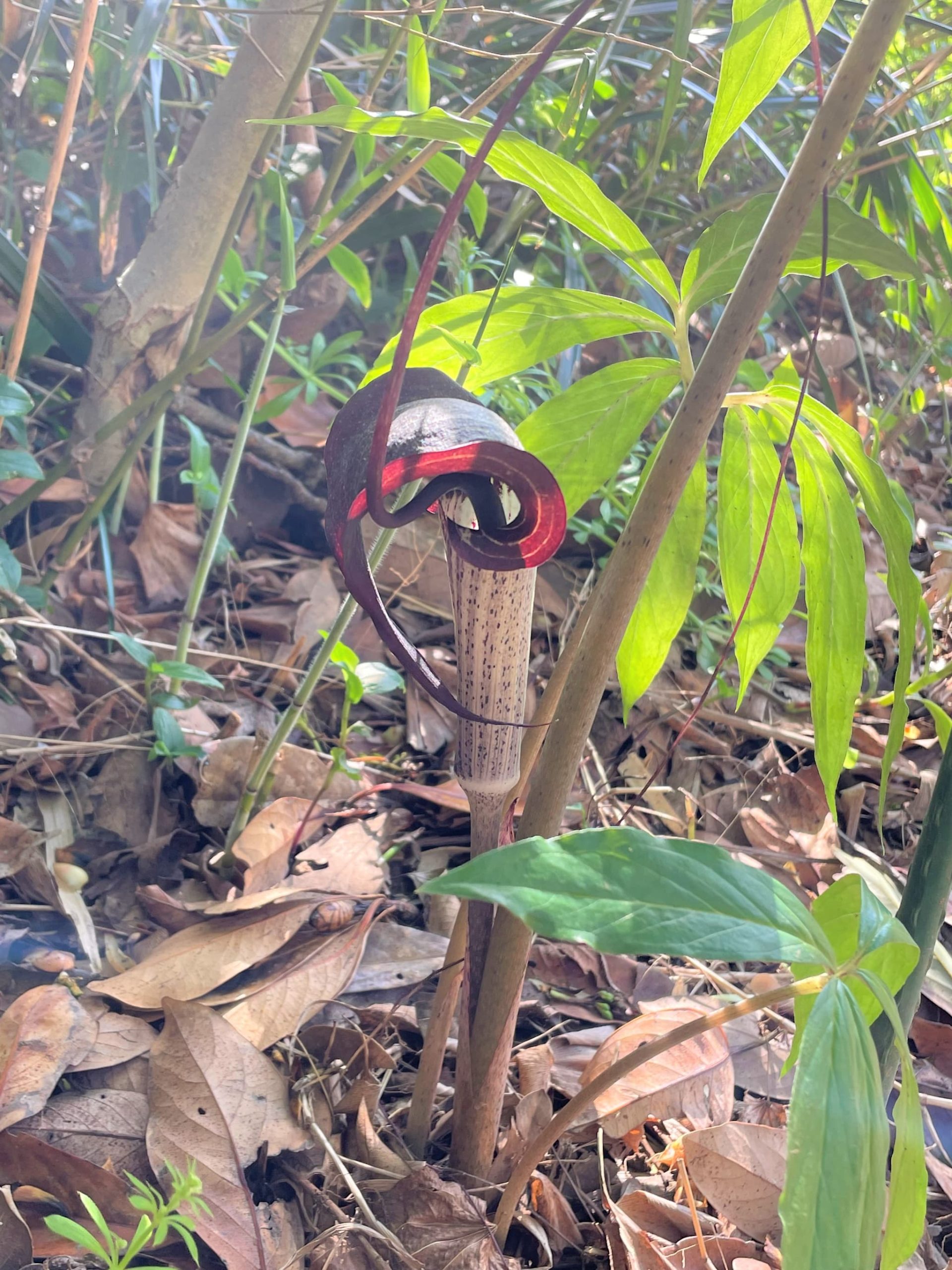 野草の花が咲きました
