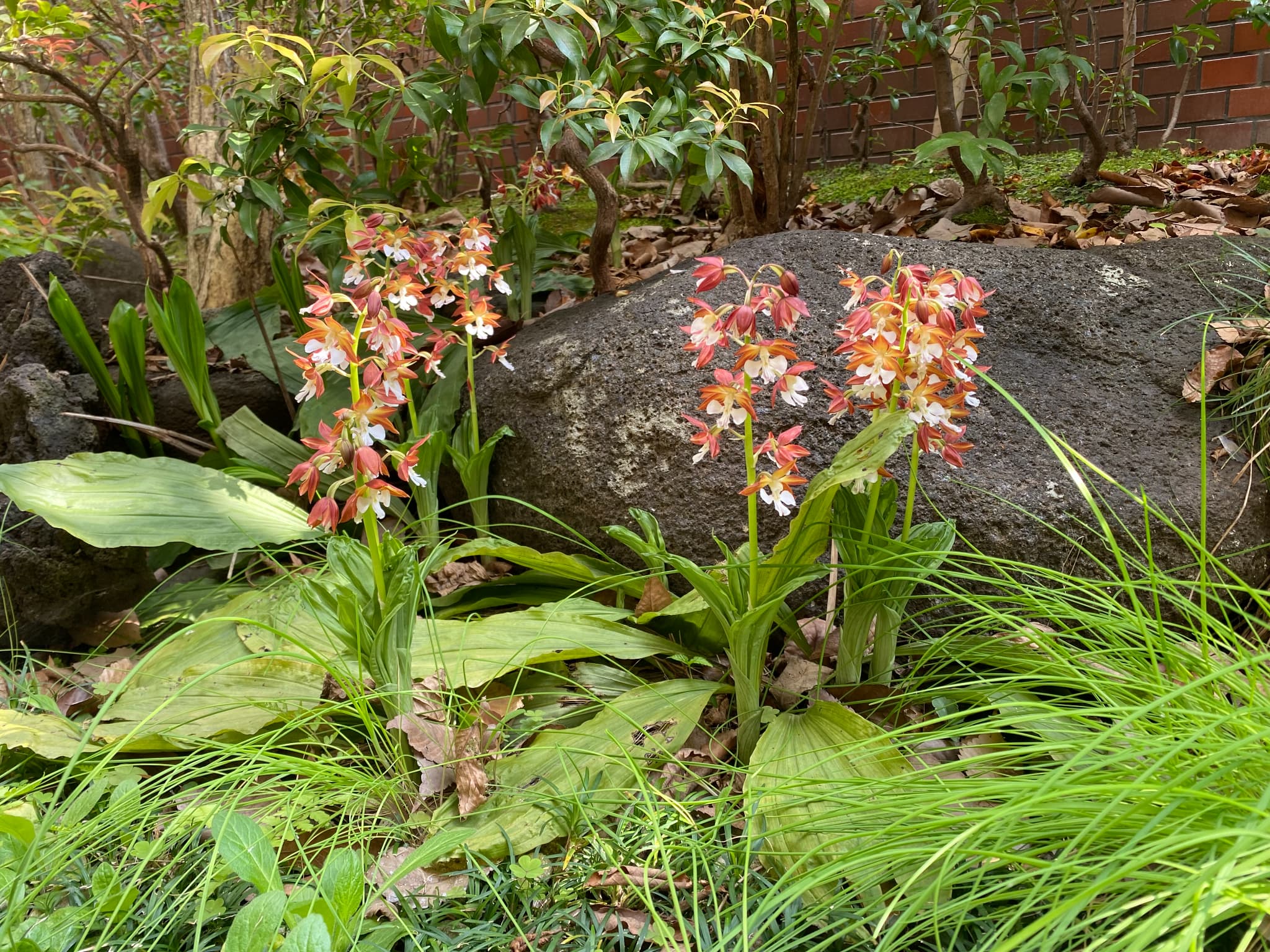 中庭のお花のご紹介