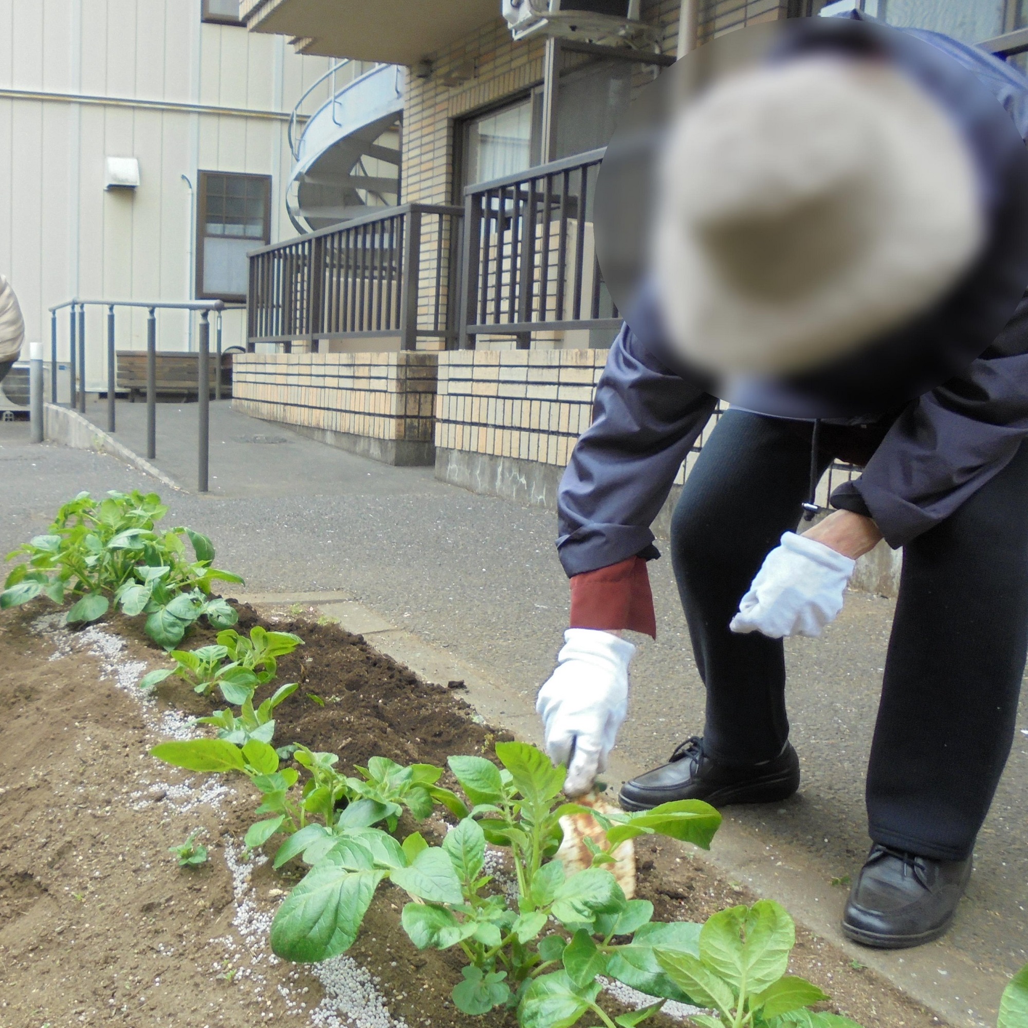 野草の花が咲きました