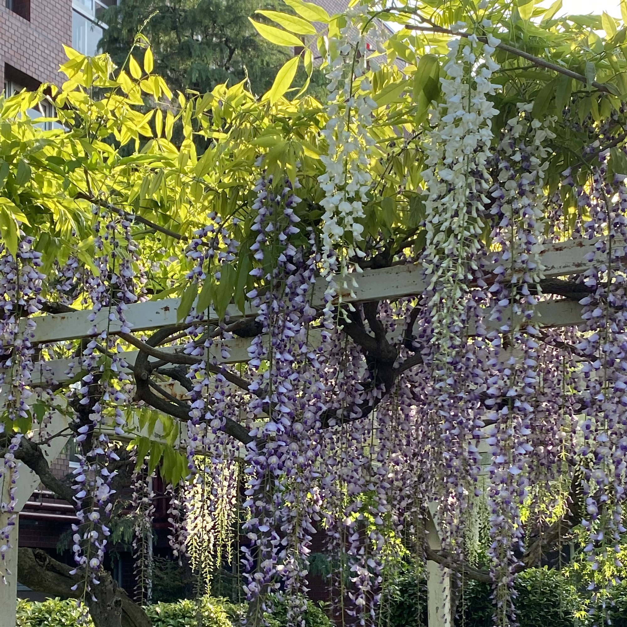 藤の花～逗子ヘルス・ケア・マンション～