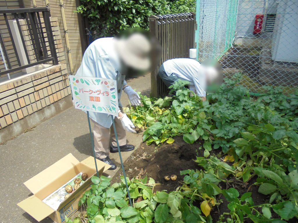 ジャガイモの収穫の様子１