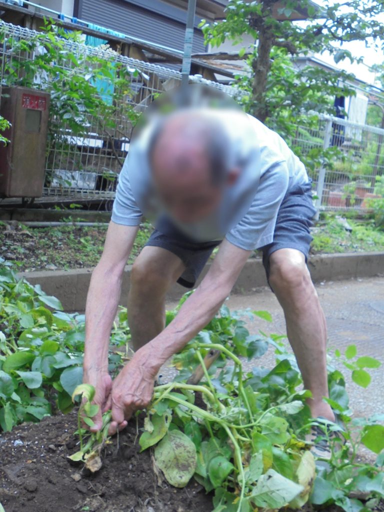 ジャガイモの収穫の様子３