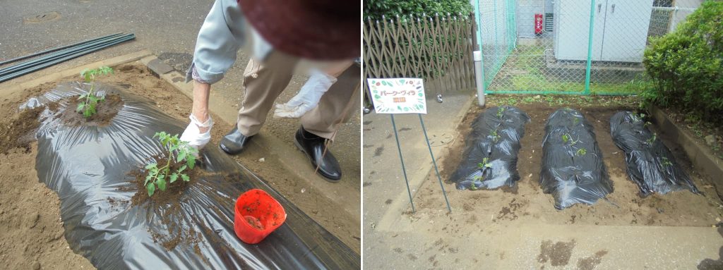 苗植えの様子１