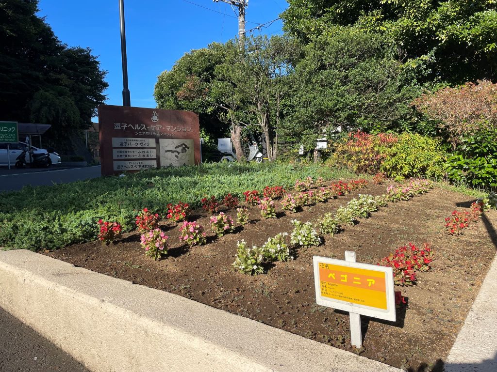 花壇の植え替え
