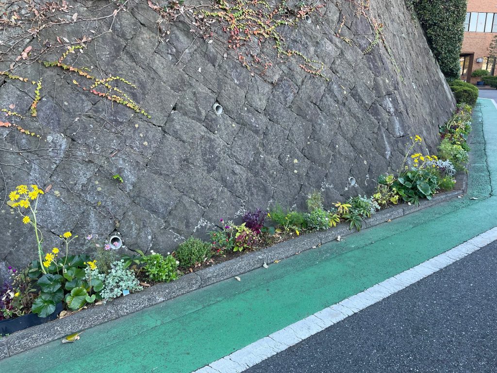 マンションの草花１