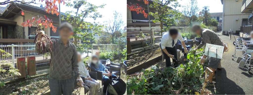 さつまいもの収穫１