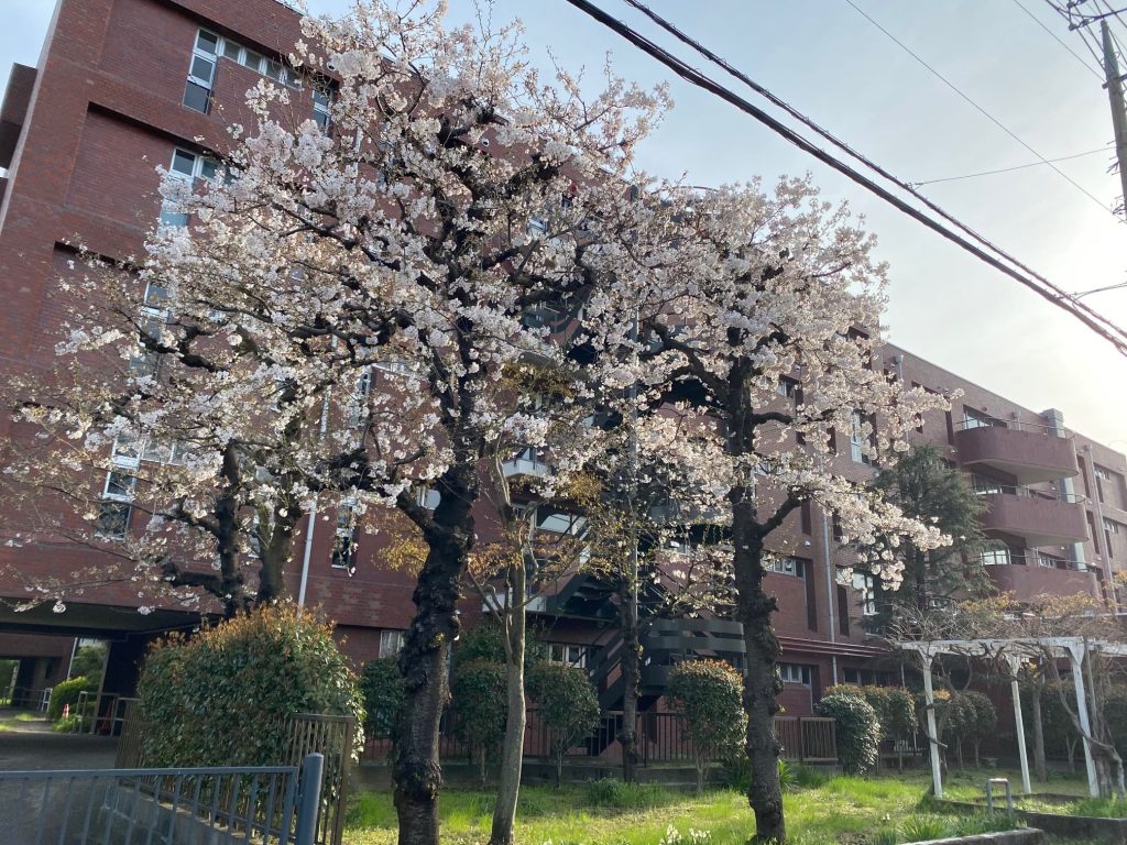桜の開花の様子