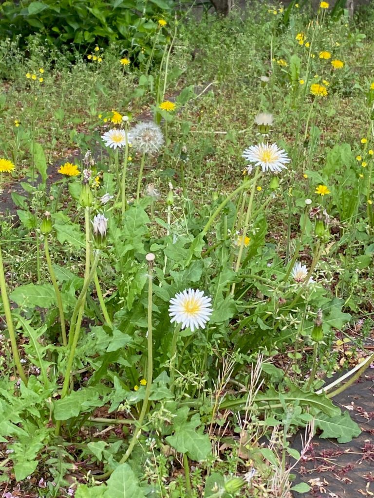 敷地内の草花紹介