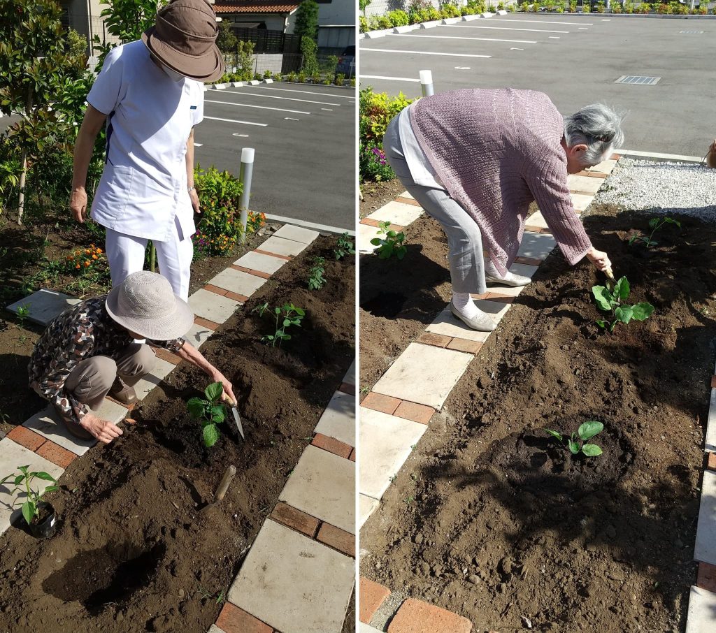 畑の苗植えの様子2
