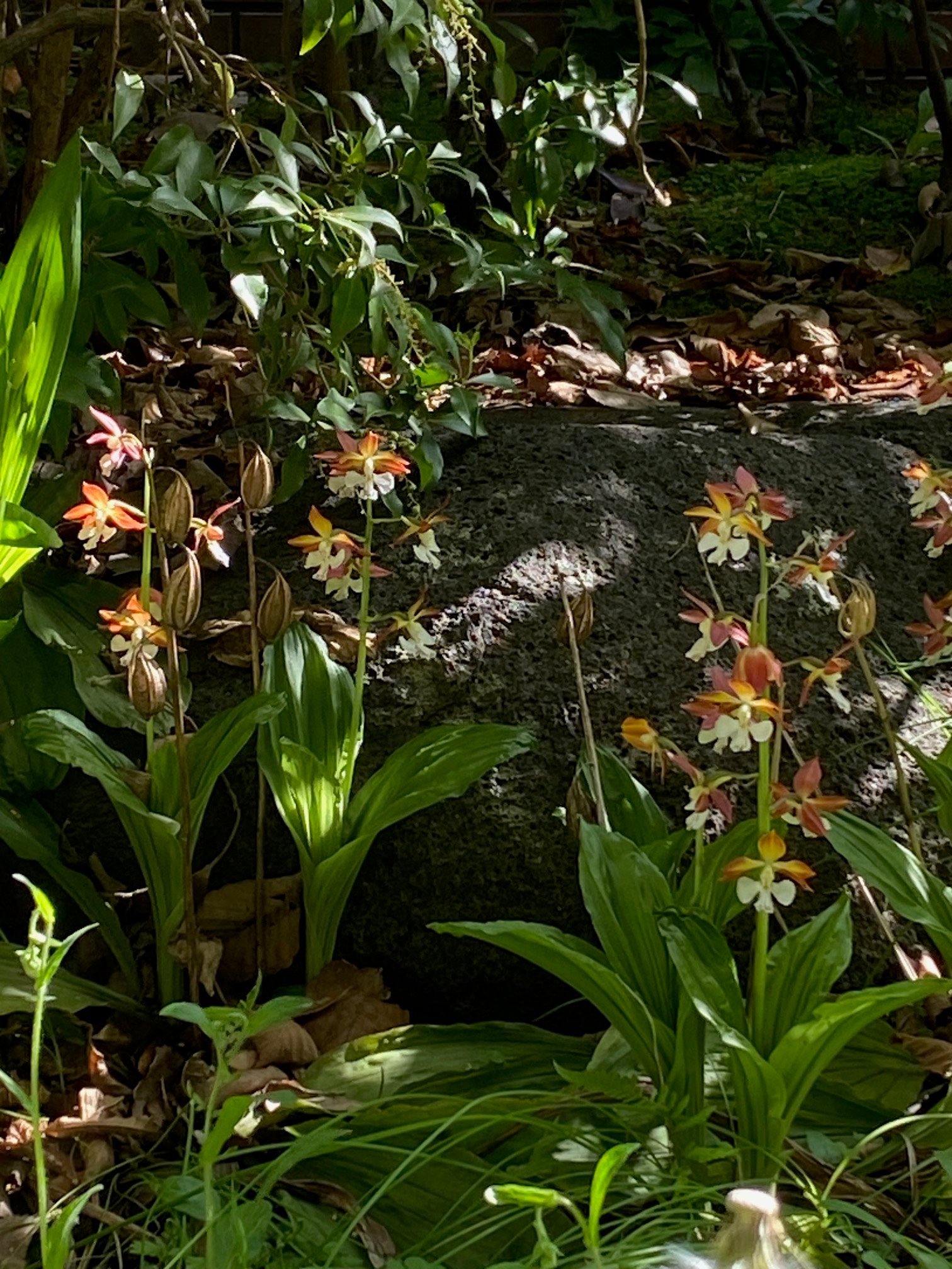 敷地内の草花