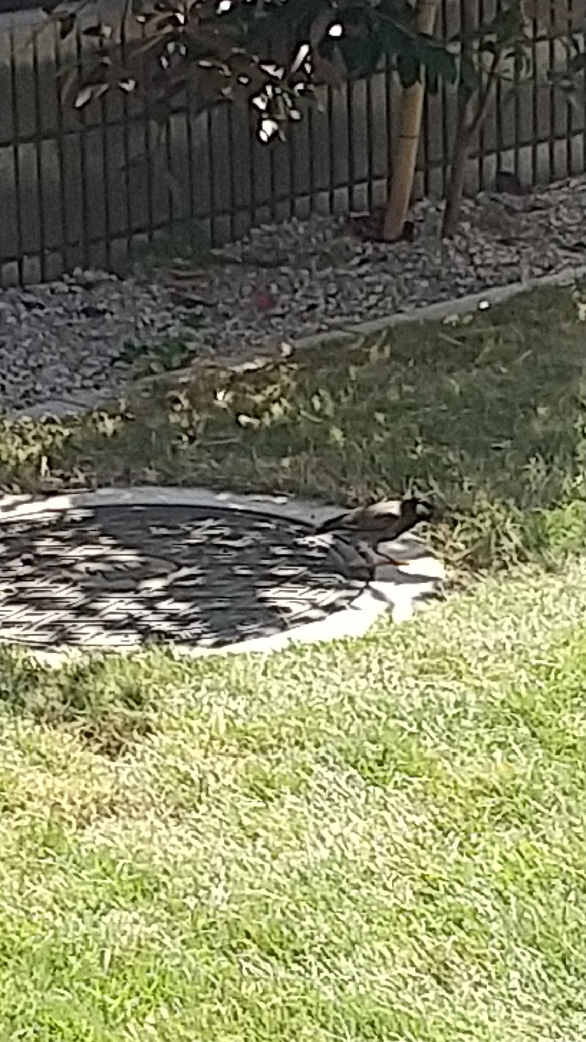 小金井公園へお散歩