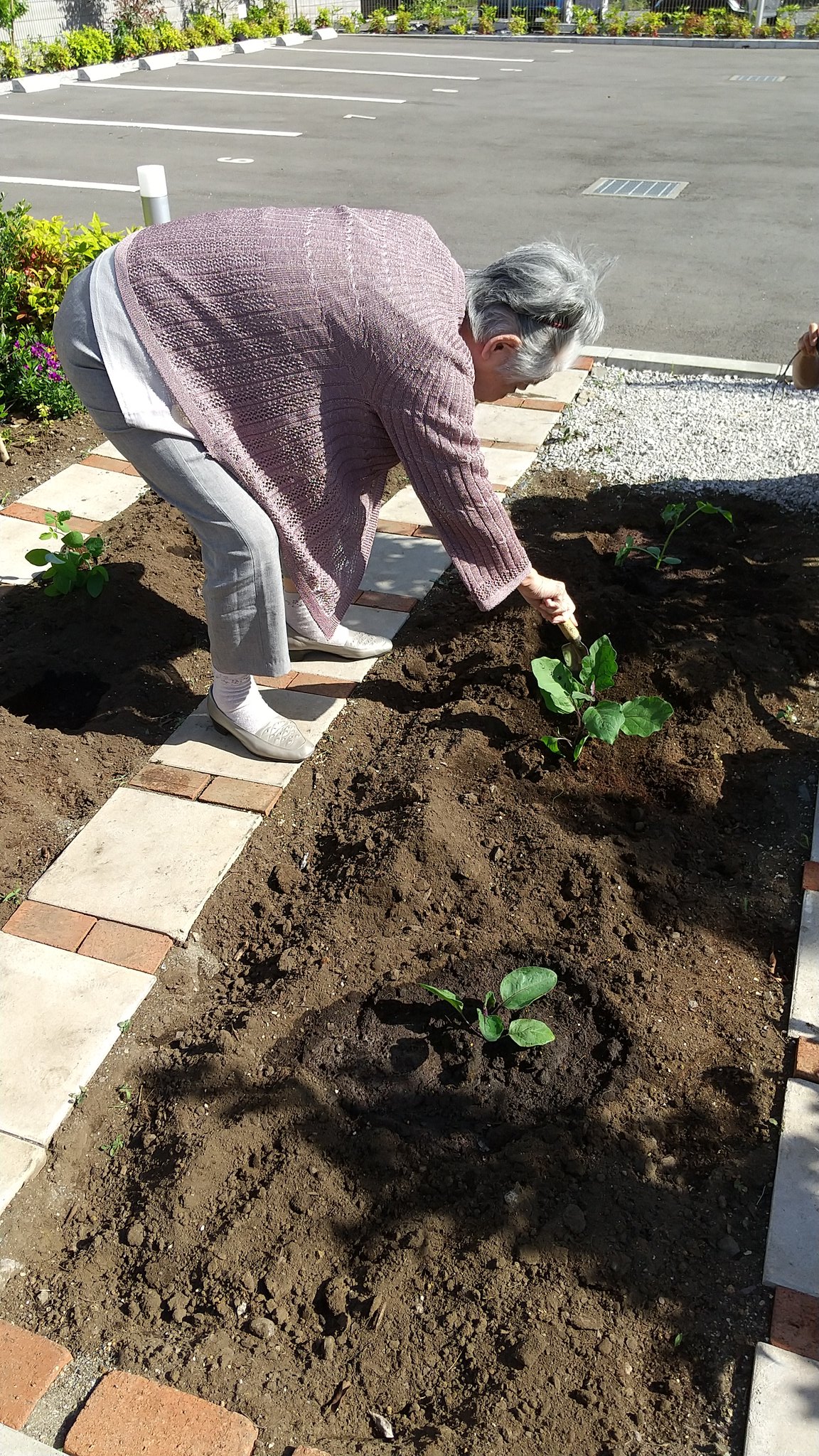 畑の苗植え