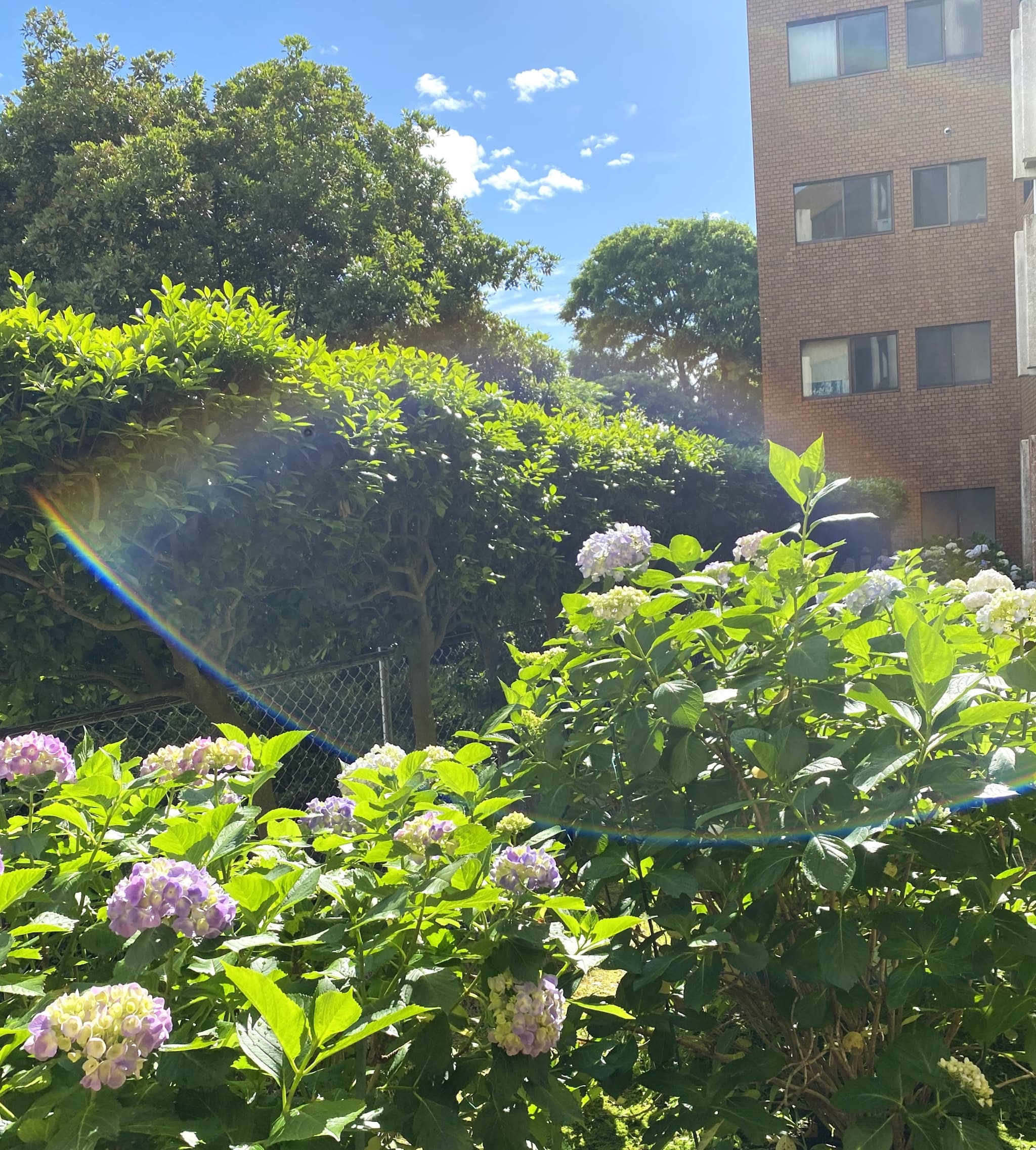 敷地の紫陽花～逗子ヘルス・ケア・マンション～