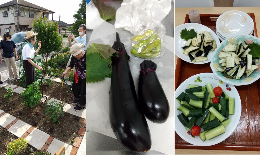ナスときゅうりが採れました１