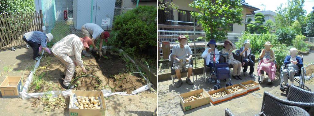 ジャガイモの収穫１