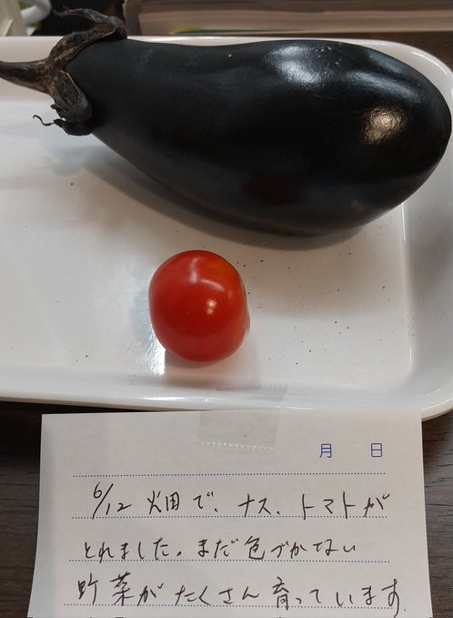 菜園の収穫～じゃがいも～