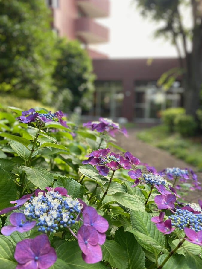 敷地内の紫陽花～小金井ヘルス・ケア・マンション～