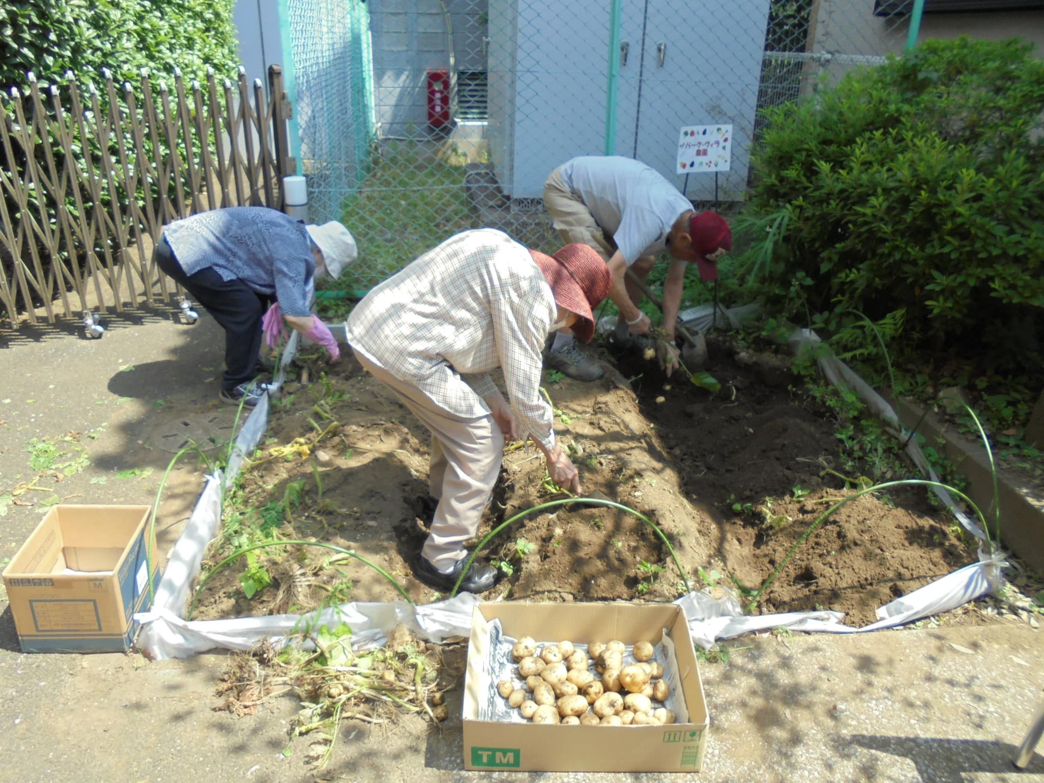 菜園の収穫～じゃがいも～