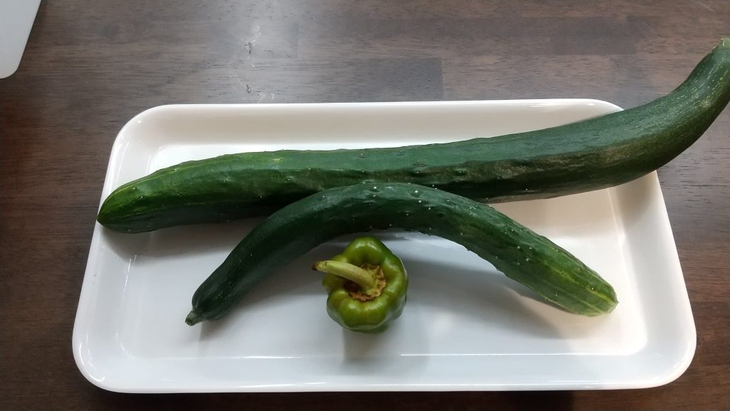 ナスときゅうりが採れました２