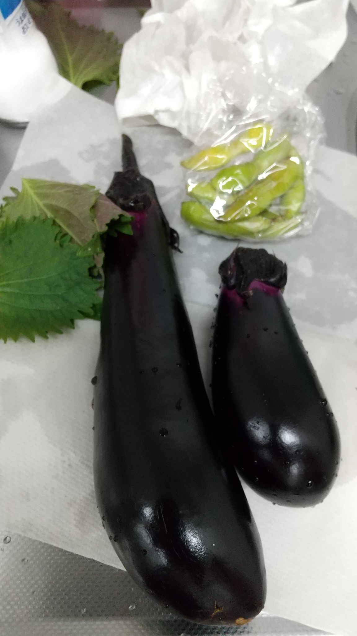 さつまいもの苗植え