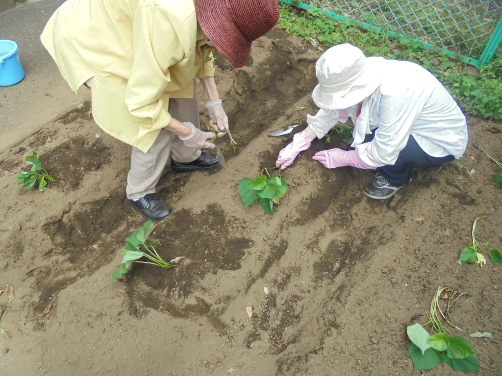さつまいもの苗植えの様子１
