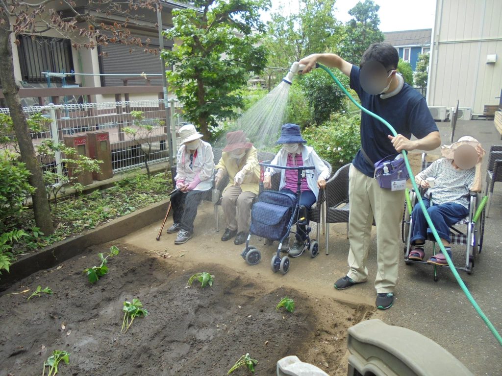 さつまいもの苗植えの様子２