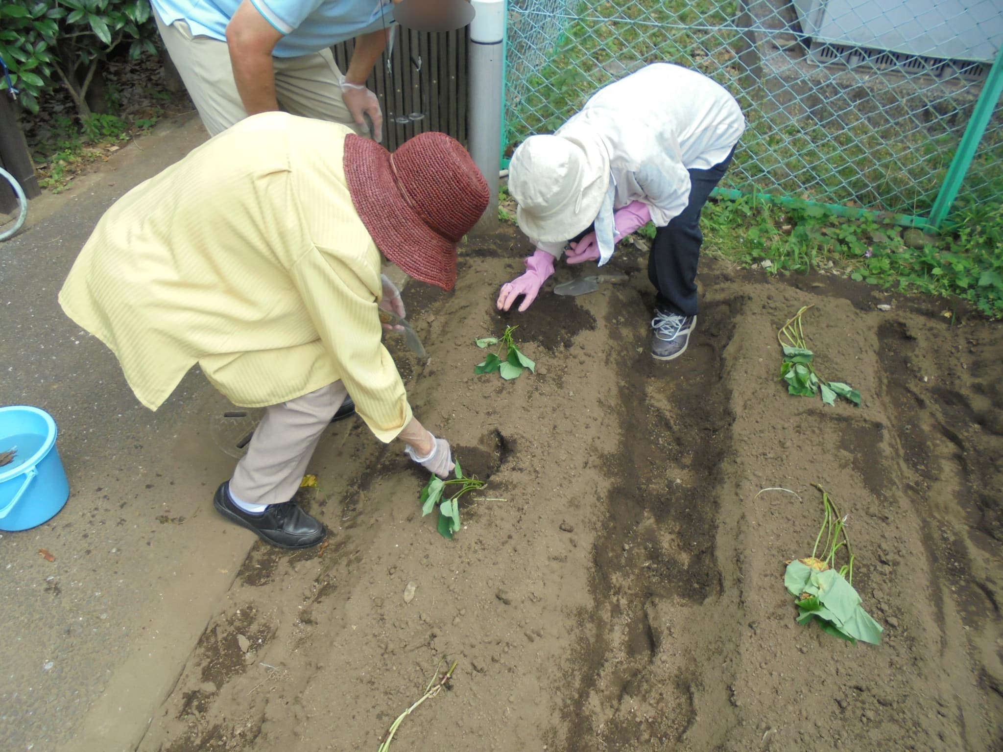 さつまいもの苗植え