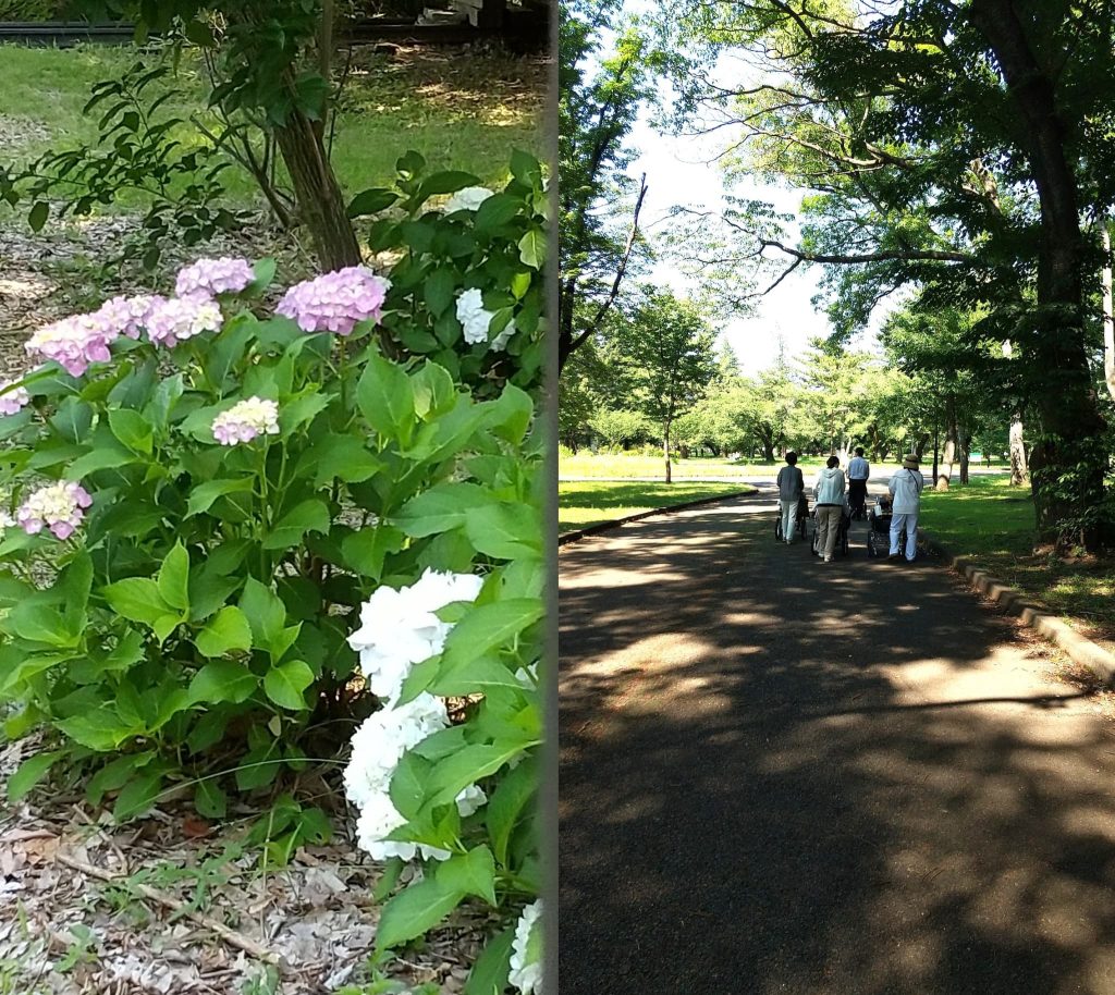 紫陽花探索１