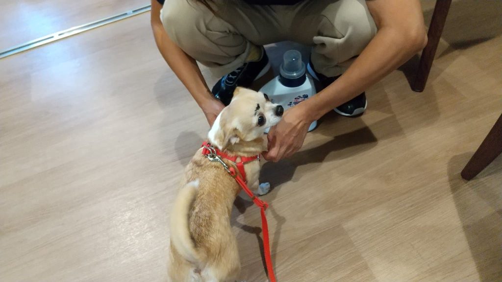 アニマルセラピー２