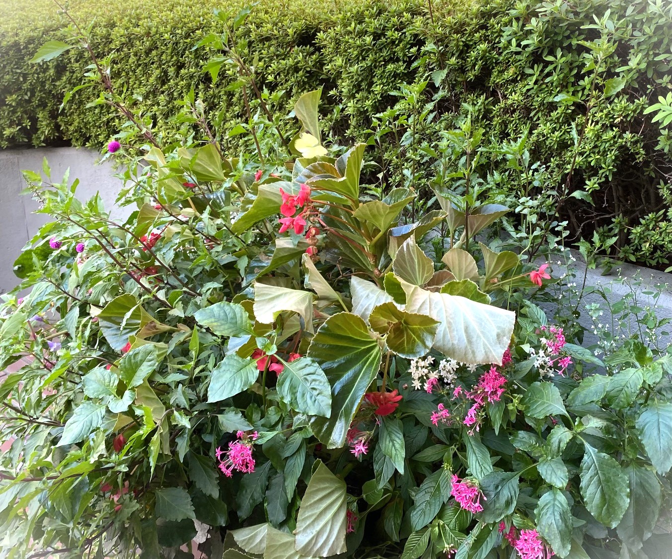 園児たちとの交流