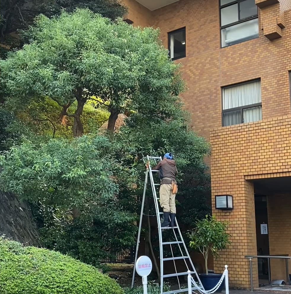 庭木の剪定１