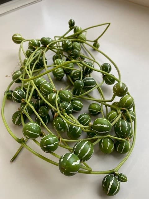 菜園サークルからの贈り物2