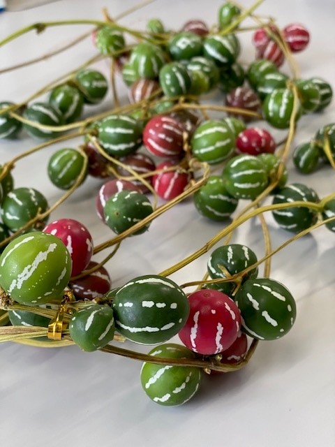 オキナワスズメウリ