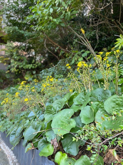 ツワブキの花