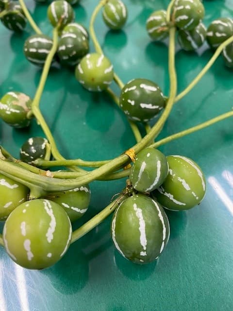 菜園サークルからの贈り物3