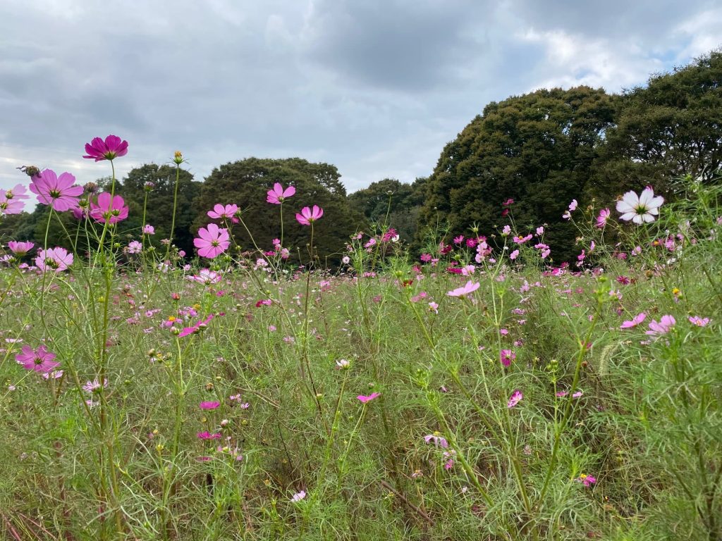 秋の小金井公園１