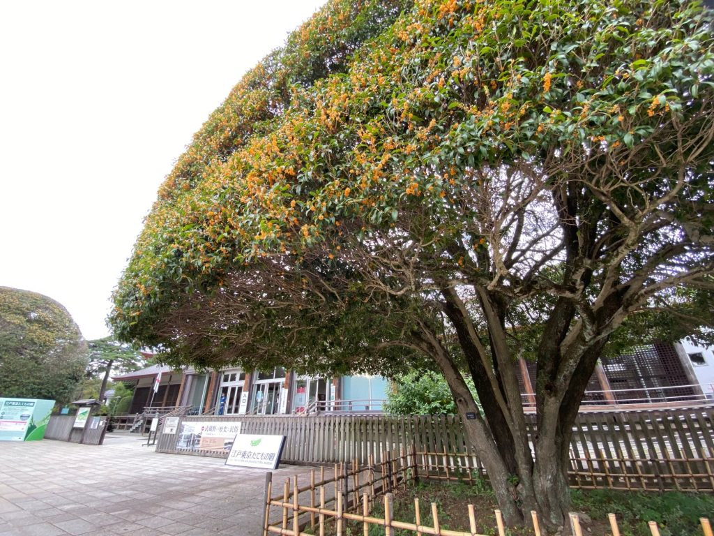 秋の小金井公園４